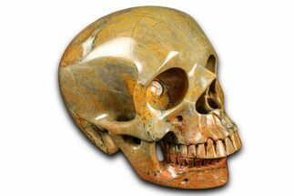 Realistic Columnar Stromatolite Skull #382155