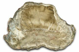 Triassic Petrified Wood (Woodworthia) Slab - Arizona #382186