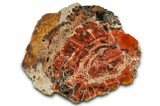 Red/Black Petrified Wood (Araucarioxylon) Slab - Arizona #382191