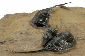Onnia Trilobite Cluster - Blekos, Morocco #381642