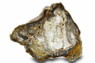 Petrified Wood For Sale