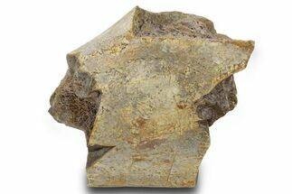 Fossil Dinosaur Bone Section - Wyoming #381194