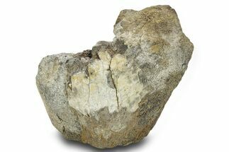 Fossil Dinosaur Appendage Bone Section - Wyoming #381196