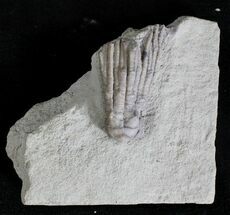 Eratocrinus Crinoid - Rare Species #19997