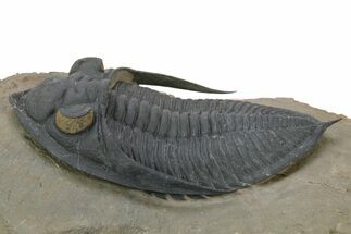 Prone Zlichovaspis Trilobite - Orange Eye Preservation! #381608