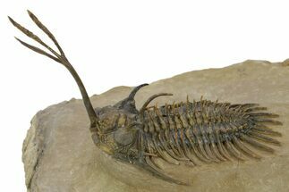 Spiny Trident Walliserops Trilobite - Foum Zguid, Morocco #381609