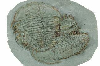 Two Large Longianda Trilobite Fossils - Issafen, Morocco #381635
