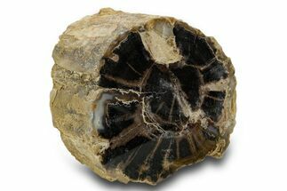 Petrified Wood (Schinoxylon) Limb - Blue Forest, Wyoming #382249