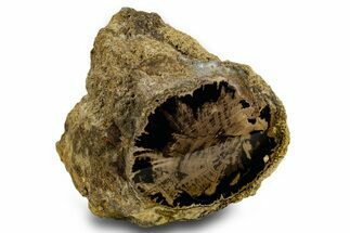 Petrified Wood (Schinoxylon) Limb - Blue Forest, Wyoming #382254