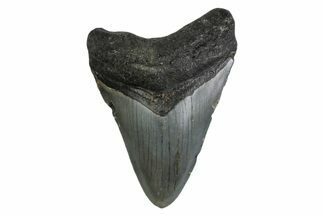 Fossil Megalodon Tooth - North Carolina #377966