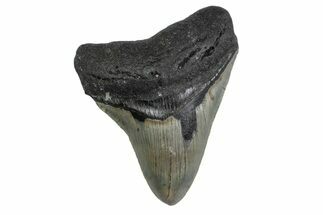 Serrated, Fossil Megalodon Tooth - North Carolina #377970