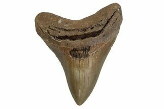 Serrated, Fossil Megalodon Tooth - North Carolina #377976