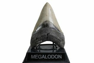 Fossil Shark Teeth For Sale