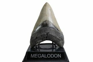 Fossil Megalodon Tooth - North Carolina #378075