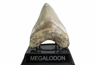 Fossil Megalodon Tooth - North Carolina #378078