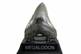 Fossil Megalodon Tooth - North Carolina #378080