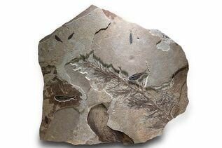 Plant Fossils For Sale