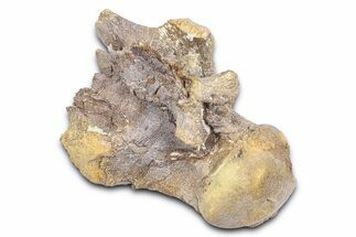 Fossil Mosasaur (Clidastes?) Vertebra - Kansas #382042