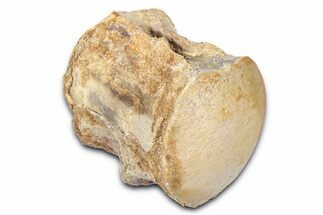 Fossil Mosasaur (Platecarpus) Vertebra - Kansas #382059
