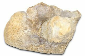 Fossil Mosasaur (Tylosaurus?) Vertebra - Kansas #382068