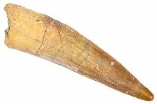 Fossil Spinosaurus Tooth - Real Dinosaur Tooth #382324