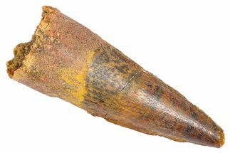 Fossil Spinosaurus Tooth - Real Dinosaur Tooth #382335