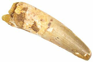 Fossil Spinosaurus Tooth - Feeding Worn Tip #382345