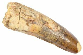 Fossil Spinosaurus Tooth - Real Dinosaur Tooth #382388