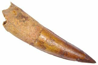 Bargain, Fossil Spinosaurus Tooth - Restored Tip #382392