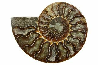 Cut & Polished Ammonite Fossil (Half) - Madagascar #379191