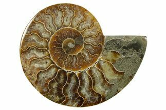 Cut & Polished Ammonite Fossil (Half) - Madagascar #379232
