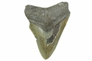 Juvenile Megalodon Tooth - North Carolina #377036