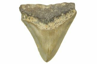 Juvenile Megalodon Tooth - North Carolina #377042