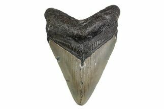 Fossil Megalodon Tooth - North Carolina #379143
