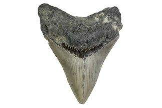 Serrated, Fossil Megalodon Tooth - North Carolina #379151