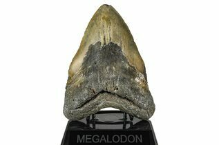 Fossil Shark Teeth For Sale