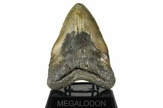 Huge, Fossil Megalodon Tooth - North Carolina #382588