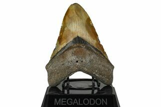 Fossil Megalodon Tooth - North Carolina #382591