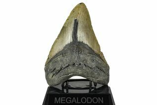 Fossil Shark Teeth For Sale