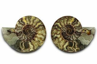 Large Cut & Polished Ammonite Fossil - Madagasar #382598