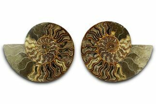 Large Cut & Polished Ammonite Fossil - Deep Crystal Pockets #382612