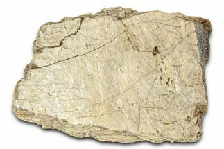 Fossil Tyrannosaur (T rex) Bone Section - Wyoming #382635