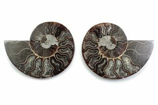 Cut & Polished Ammonite Fossil - Madagascar #377552