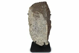 Ankylosaur (Zuul) Osteoderm with Stand - Judith River Formation #382550