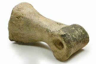 Rare Tyrannosaurus rex (T rex) Toe Bone Fossil - Wyoming #382411