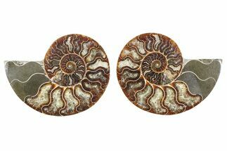 Cut & Polished Ammonite Fossil - Madagascar #379116