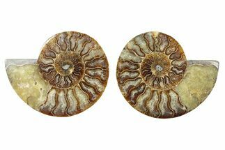 Cut & Polished Ammonite Fossil - Madagascar #379117