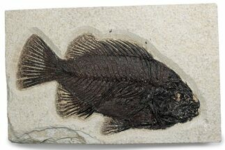 Detailed Fossil Fish (Cockerellites) - Wyoming #382768