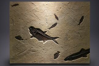 Green River Fossil Fish Mural with Large Diplomystus #382730
