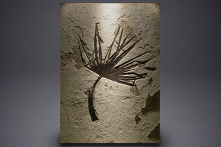 Plant Fossils For Sale